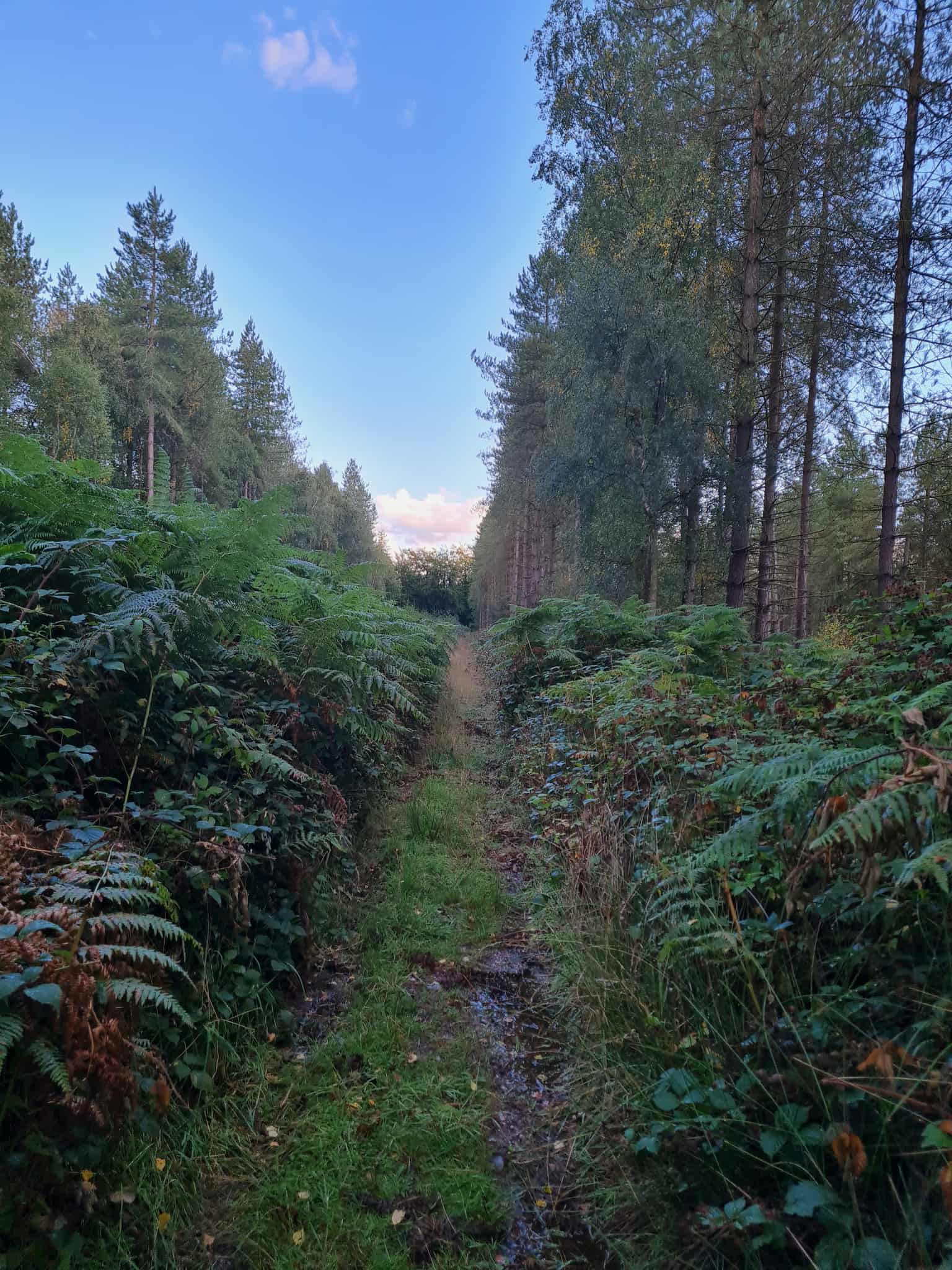 A narrow forest trail surrounded by tall ferns and trees under a clear blue sky, symbolising the grounding benefits of walking in nature A narrow forest trail surrounded by tall ferns and trees under a clear blue sky, symbolising the grounding benefits of walking in nature