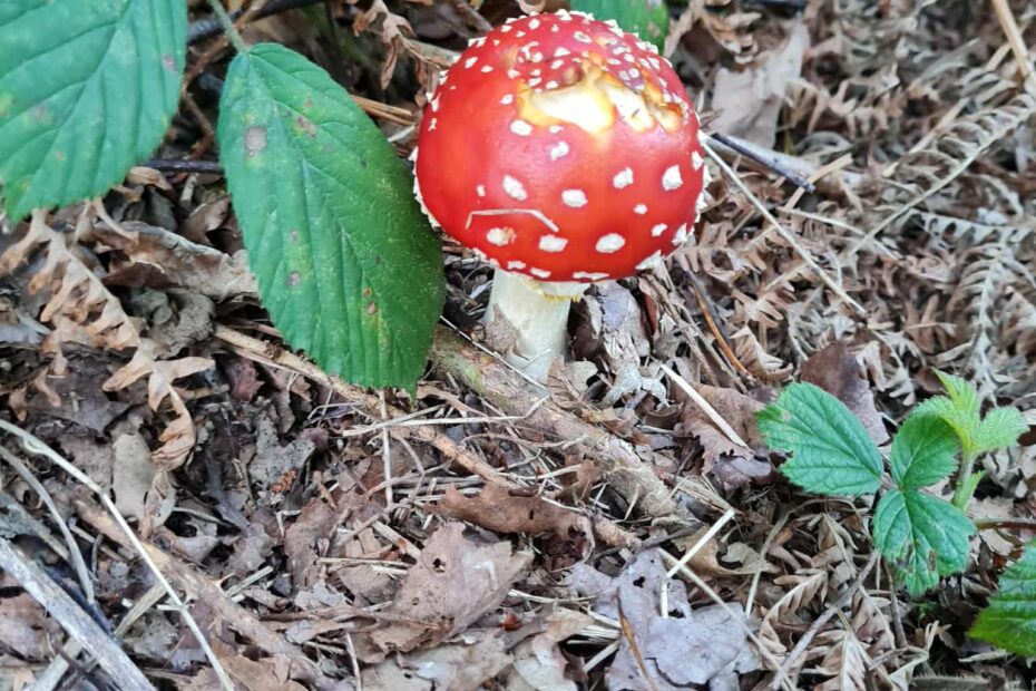Bright red mushroom on a forest floor during a mindful walk