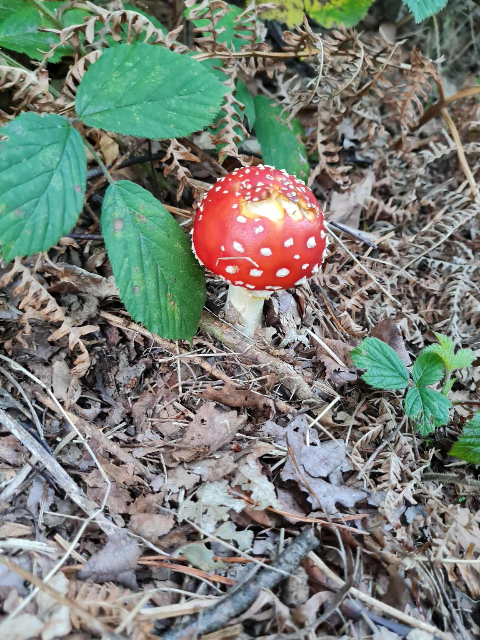Bright red mushroom on a forest floor during a mindful walk
