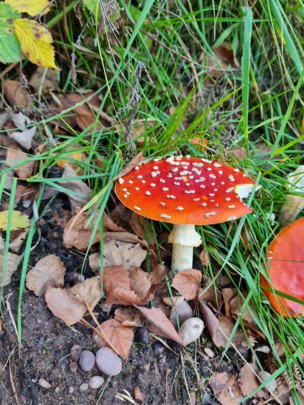 Bright red mushroom with white spots growing among autumn leaves and grass, symbolising noticing new opportunities in everyday life and for a growth mindset