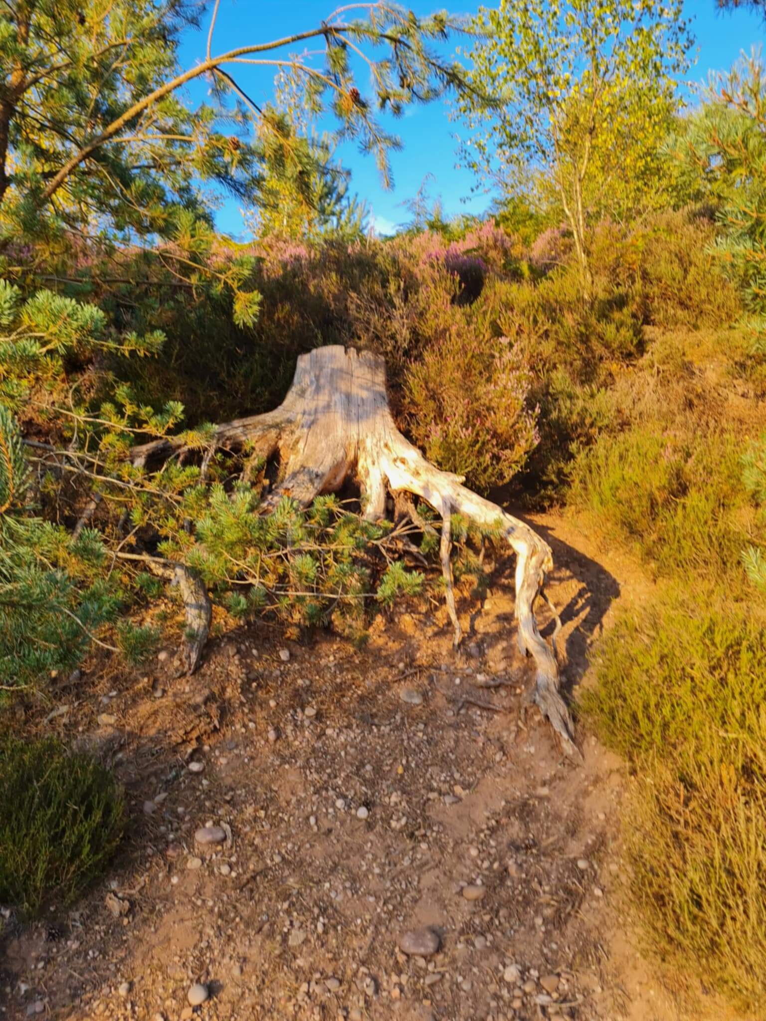 Tree stump with exposed roots on a sunlit woodland path, surrounded by heather and pines, symbolising resilience, grounding, and calm strength amid change using Stoicism and technology