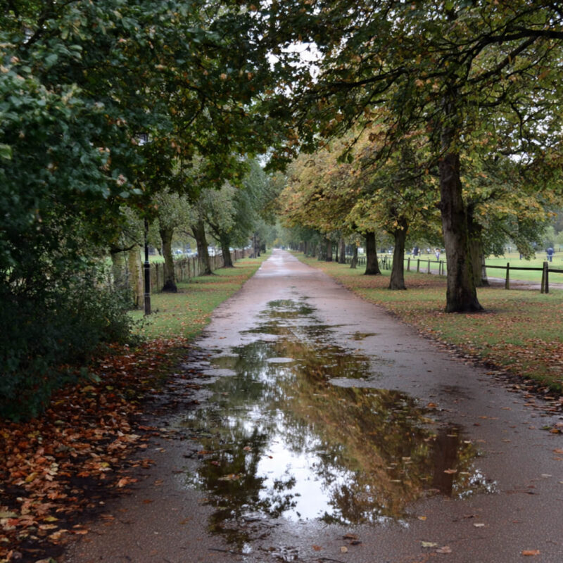 Peaceful walking path lined with trees after rain, symbolising mindful walking and presence for beginners.