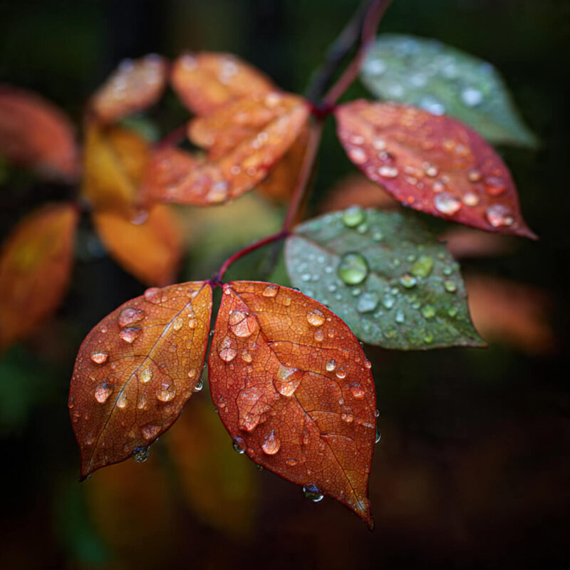 Close-up of autumn leaves covered in raindrops, symbolising nature-based mindfulness and sensory grounding