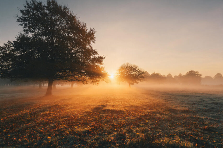 Golden sunrise breaking through morning mist over autumn landscape with scattered trees and fallen leaves