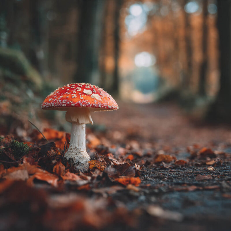 Close-up of a red and white mushroom on a forest path in the UK, sharply in focus against a blurred background — representing clarity and understanding why you miss opportunities until your perspective shifts.”